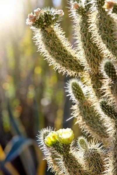 Primer Plano Del Cactus Cholla Flor Mañana Primavera Con Sol —  Fotos de Stock