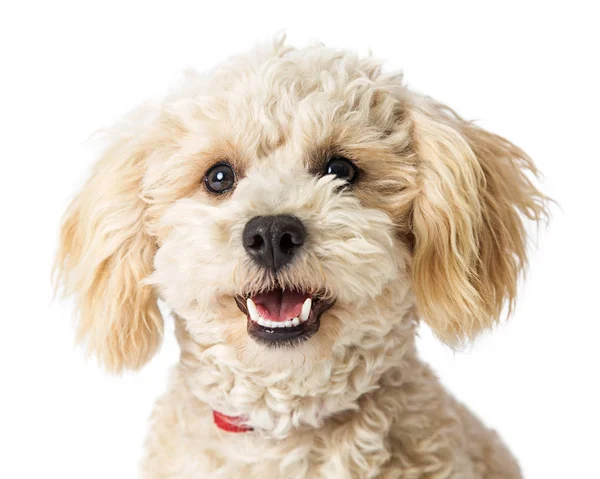 Pies Pudel Biały Mieszaniec Wyrażenie Zadowolony Patrząc Kamery Białym Tle — Zdjęcie stockowe
