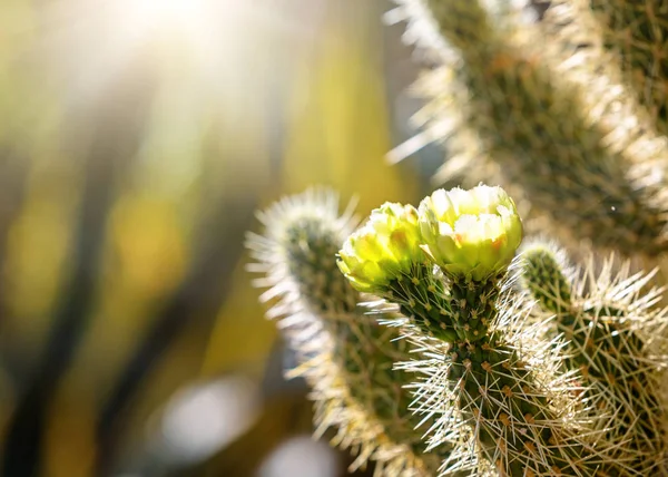 Closeup Photo Blooming Flowers Cholla Cactus Sunrise Blurred Background — Stock Photo, Image