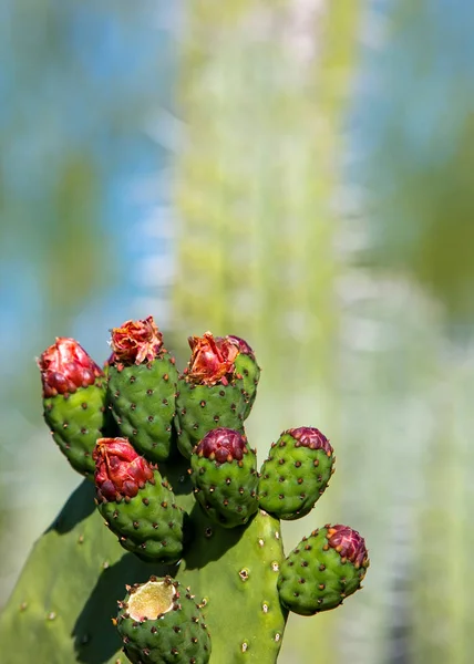 Closeup Prickly Pear Cactus Plant Phoenix Arizona Blurred Background — Stock Photo, Image
