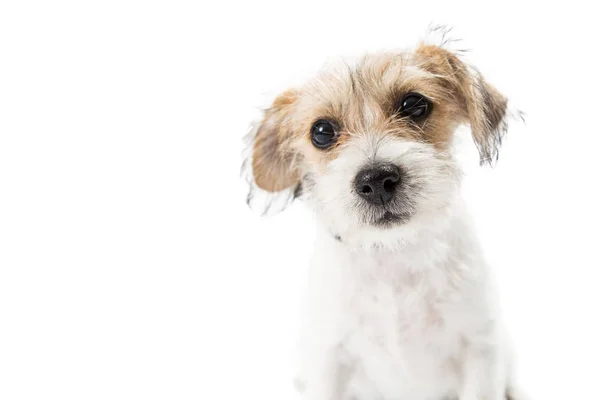 Carino Giovane Abbronzatura Colore Bianco Jack Russell Terrier Incrocio Cane — Foto Stock