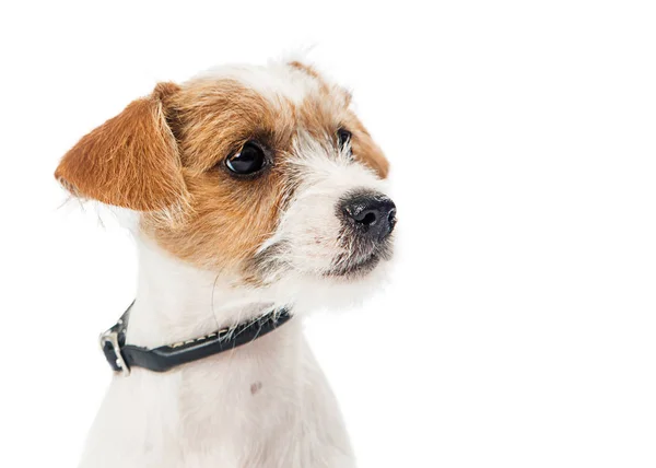 可爱的年轻棕褐色和白色的杰克罗素梗犬杂交小狗看着一旁孤立的白色背景 — 图库照片
