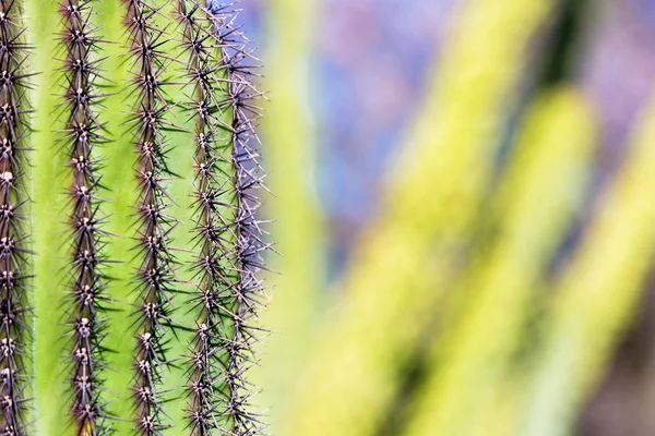 Cropped Closeup Photo Saguaro Cactus Arizona Sonora Desert Blurred Background — Stock Photo, Image