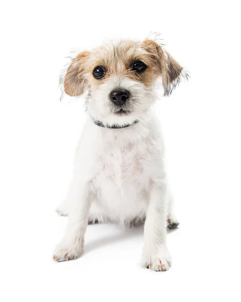 Lindo Joven Bronceado Color Blanco Jack Russell Terrier Perro Cruzado —  Fotos de Stock