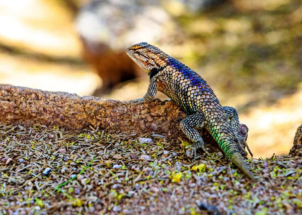 Wilde Wüsteneidechse Der Sonora Wüste Von Phönix Arizona — Stockfoto