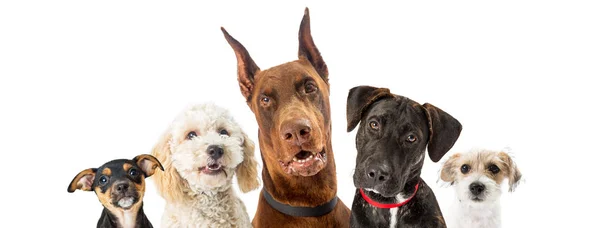 Fila Raças Diferentes Cães Olhando Para Câmera Isolada Fundo Branco — Fotografia de Stock
