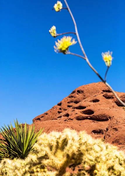 Papago Mountain Park Cactus Wildflowers Foreground — Stock Photo, Image