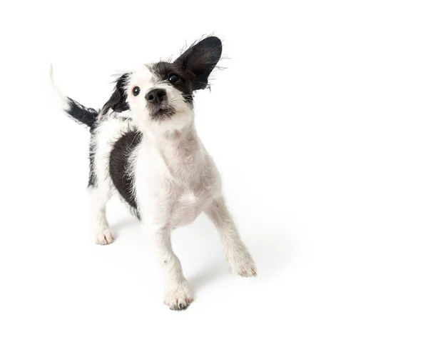 若い黒と白のかわいい色ジャック ラッセル テリアの雑種の子犬の犬の地位との分離の白い背景を探してクローズ アップ — ストック写真