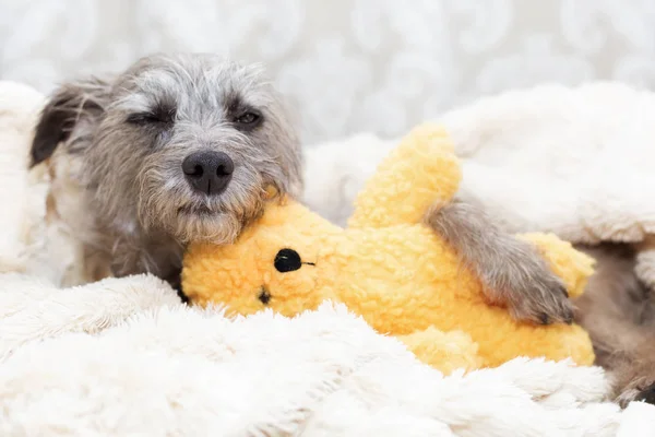 Ładny Mały Pies Sennym Wyrażenie Leżąc Łóżku Wypchany Miś Zabawka — Zdjęcie stockowe