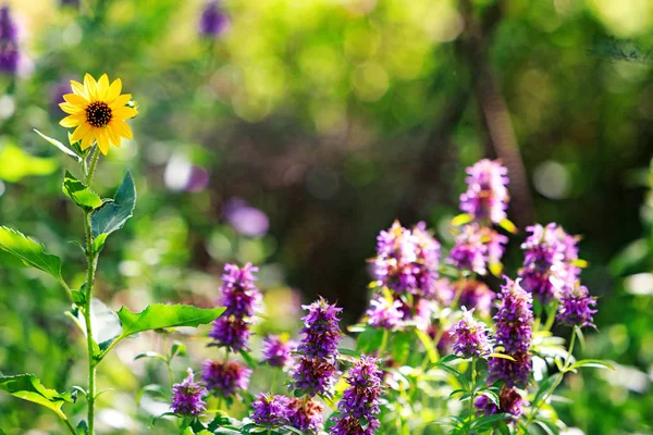 Beautiful Spring Garden Purple Yellow Wildflowers Blurred Nature Background — Stock Photo, Image
