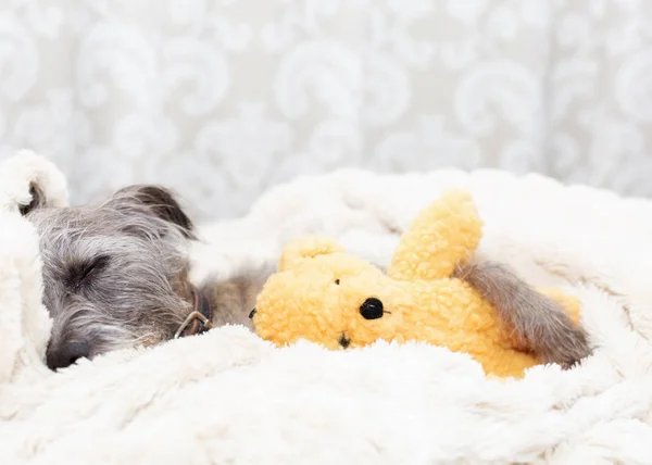 Ładny Mały Pies Sennym Wyrażenie Leżąc Łóżku Wypchany Miś Zabawka — Zdjęcie stockowe