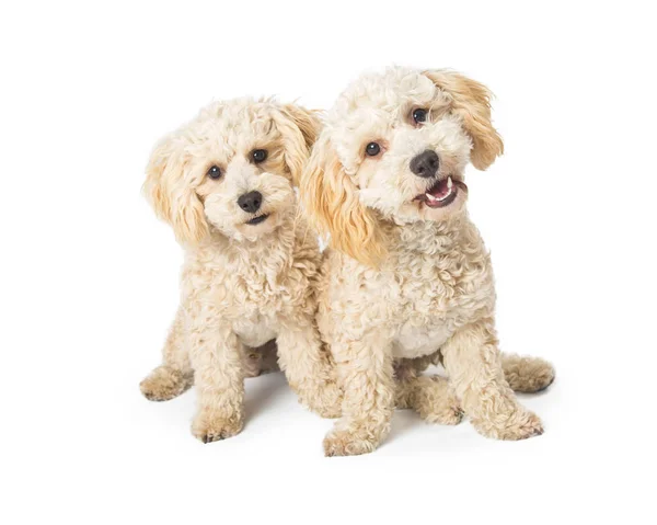 两个可爱的白色 Havanese 和贵宾犬混合饲养狗坐在一起 看着相机在白色背景下隔离 — 图库照片