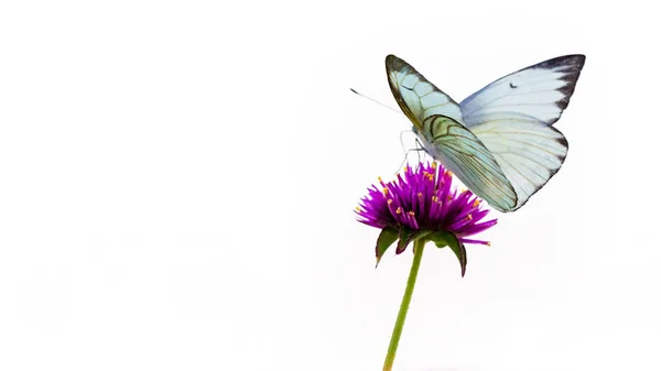Mariposa Blanca Sobre Flor Púrpura Aislada Sobre Fondo Blanco —  Fotos de Stock