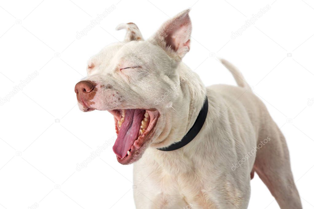 Pit Bull dog yawning from nervous anxiety isolated on white background