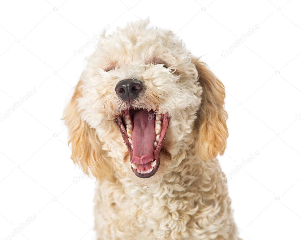 Cute young white color Poodle crossbreed dog with mouth wide open to yawn isolated on white background, close-up 