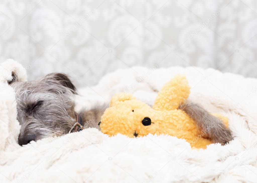 Cute small dog with sleepy expression lying in bed with stuffed teddy bear toy 