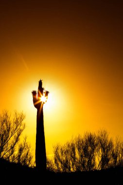 Kopya alanı dikey düzeni ile altın gündoğumu veya günbatımı Arizona çölü'nde Saguaro kaktüsü silüeti 