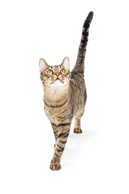 İleri yürüyüş ve ararken Şirin genç tekir kedi. Beyaz izole.
