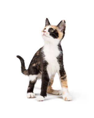 Cute young curious Calico kitten on white looking up and to the side clipart