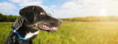 Gözlerinin önünde bir kelebek ile güneşli yaz gününde bir parkta mutlu köpek