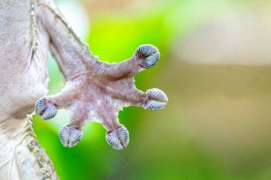 Bir el ve parmak açık cam akvaryum üzerine yapışan gecko kertenkele