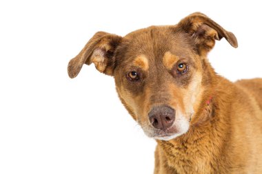 Headshow kahverengi renk karışık çoban doğurmak köpek metin için yer ile kameraya bakıyor