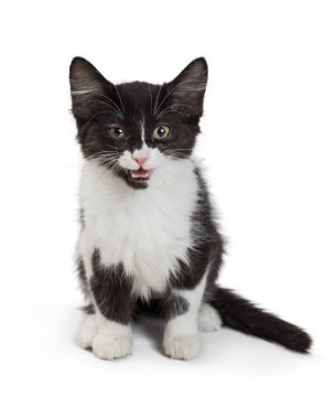 Beyaz meowing üzerinde oturan sevimli siyah beyaz yavru kedi