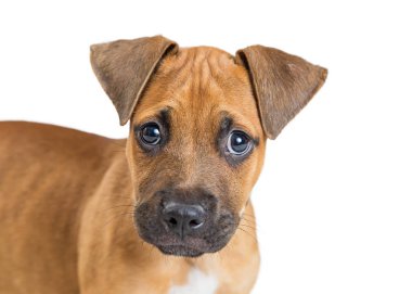 Kameraya bakarak bir şirin açık kahverengi renk terrier azman köpek yavrusu closeup portresi