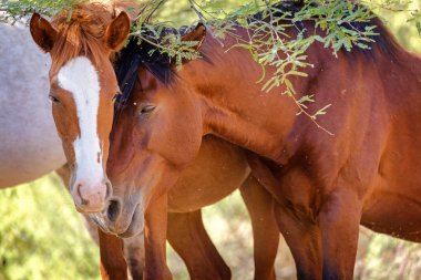 Yüzü aşk ve sevgi bir ifadede birlikte olan iki vahşi atlar closeup