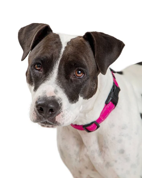 Closeup Photo Large Pit Bull Terrier Crossbreed Dog White Looking — Stock Photo, Image