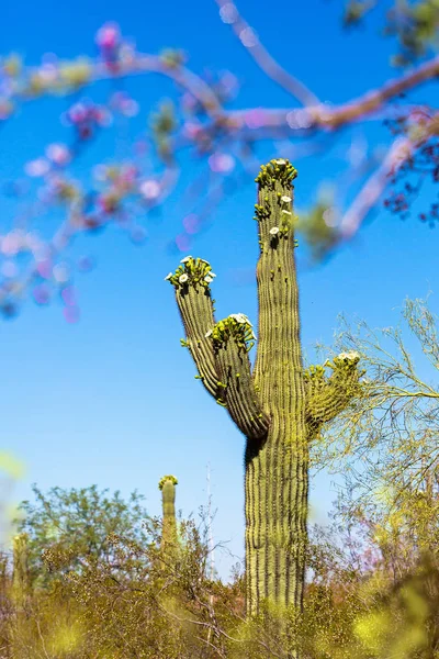 Alto Cactus Saguaro Fioritura Primavera Nel Deserto Sonoro Phoenix Arizona — Foto Stock