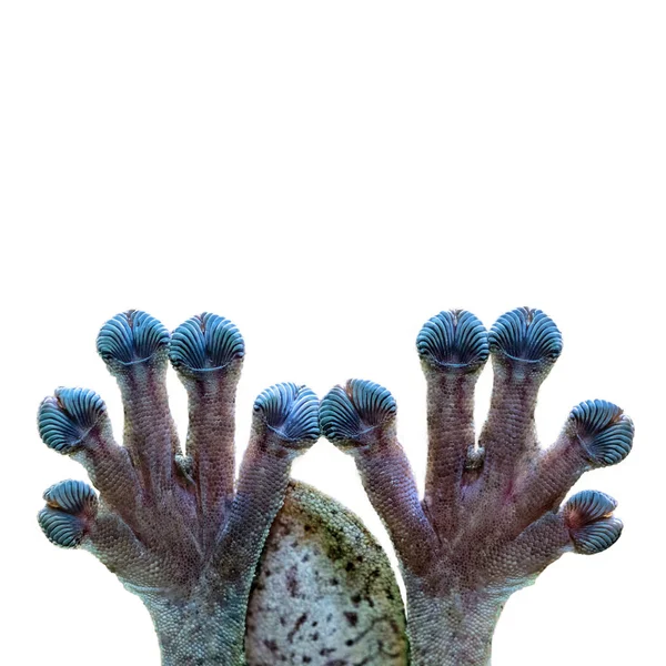 Komik Fotoğraf Gecko Kertenkele Parmak Üstünde Doğru Açık Cam Beyaz — Stok fotoğraf