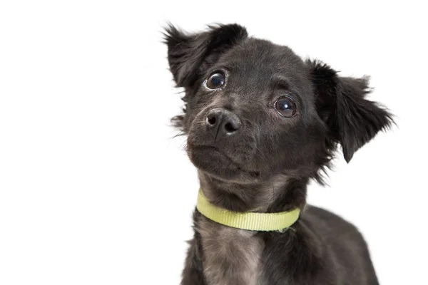 見上げるかわいい黒い色混合テリア犬子犬犬のクローズ アップ写真 — ストック写真