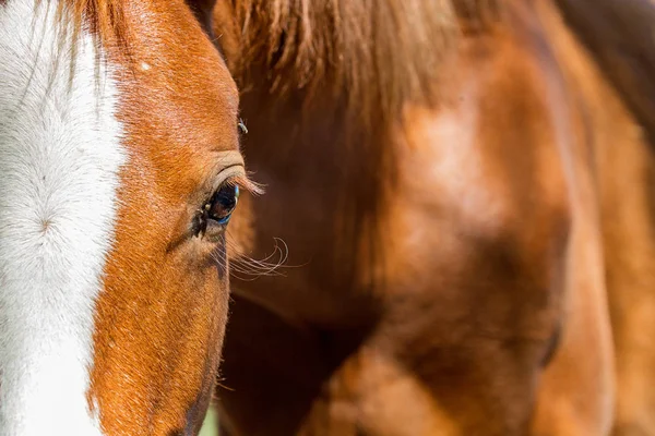 Primer Plano Del Ojo Hermoso Caballo Marrón Con Espacio Para — Foto de Stock