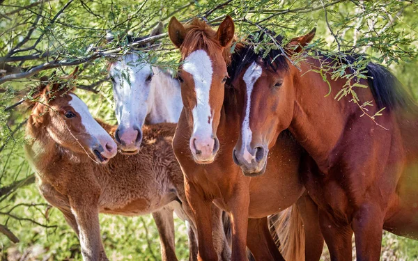 Zbliżenie Twarze Czterech Dzikie Konie Razem Patrząc Kamery — Zdjęcie stockowe
