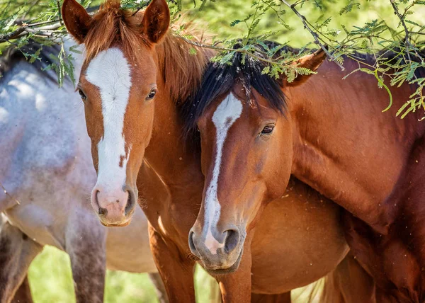 Zbliżenie Twarzy Dwa Dzikie Konie Patrząc Kamery — Zdjęcie stockowe