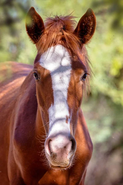 Portret Zbliżenie Dzikiego Konia Patrząc Kamery — Zdjęcie stockowe