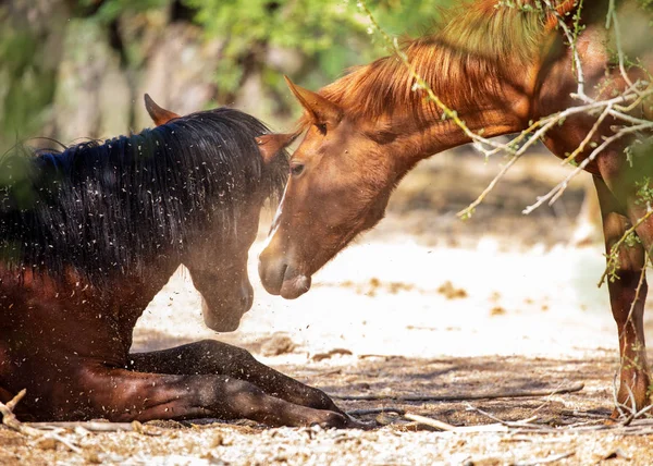 Zbliżenie Dwóch Dzikich Koni Patrząc Siebie Nawzajem Jeden Kłamliwy Dół — Zdjęcie stockowe