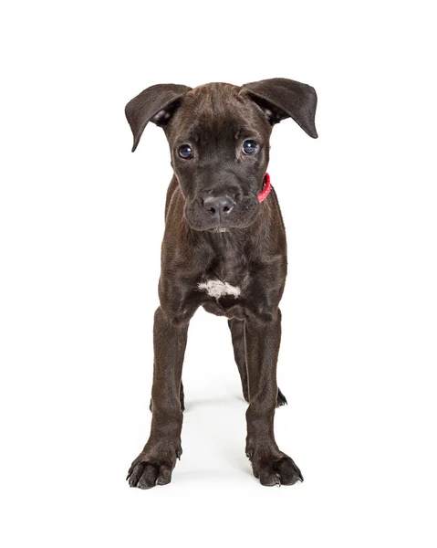 Lindo Joven Blacl Color Terrier Cruzado Cachorro Perro Pie Mirando —  Fotos de Stock
