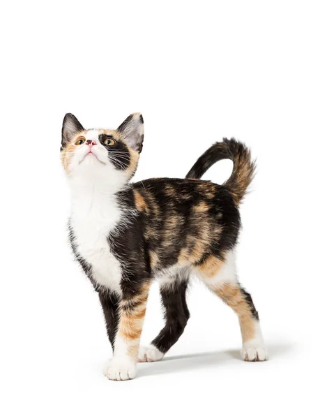 Cute Young Calico Kitten Standing White Looking Blank Room Text — Stock Photo, Image