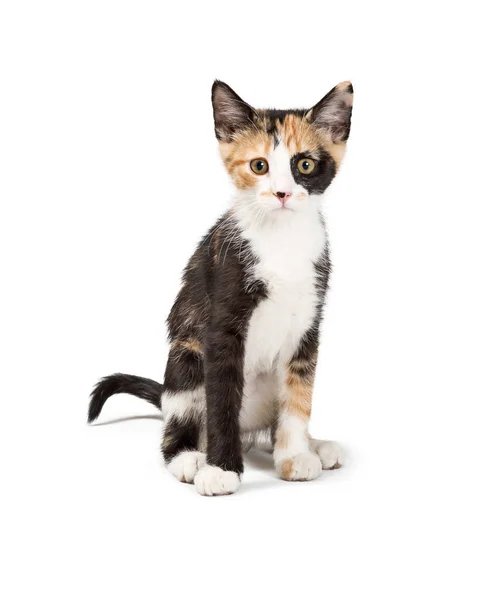Cute Young Calico Kitten Sitting White Background Facing Looking Forward — Stock Photo, Image