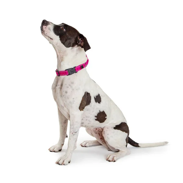 Cão Mestiço Terrier Com Pêlo Branco Preto Sentado Lado Olhando — Fotografia de Stock