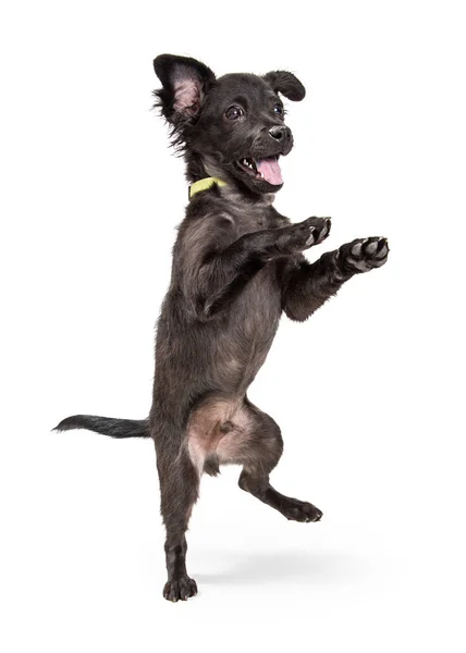 Divertido Joven Negro Color Mezclado Pequeña Raza Cachorro Perro Pie — Foto de Stock