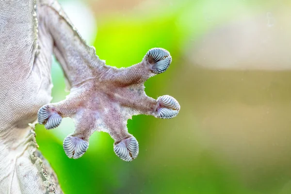 One Hand Fingers Gecko Lizard Clinging Clear Glass Aquarium — Stock Photo, Image