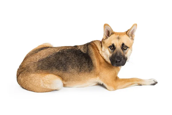 Adult Large German Shepherd Crossbreed Dog Lying Facing Side Looking — Stock Photo, Image