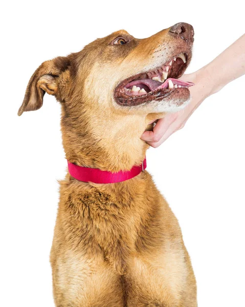 Close Van Een Gelukkige Herder Hond Kijken Een Persoon Die — Stockfoto