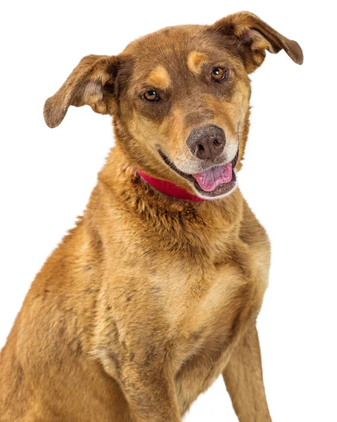 一个可爱的混合品种棕色牧羊犬的特写肖像与快乐的表达 — 图库照片