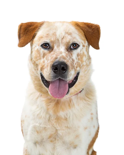 Headshot Mixed Heeler Dog Crossbreed Facing Center Happy Expression — Stock Photo, Image