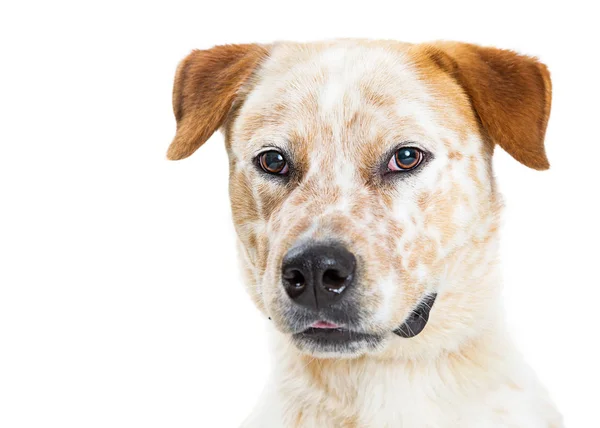 Nahaufnahme Porträt Eines Hübschen Australischen Rinderhund Mischlingshundes Mit Weißem Fell — Stockfoto