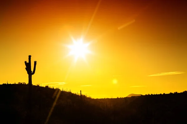 Silhouette of single saguaro cactus in the Sonoran Desert of Arizona with copy space in golden sunrise or sunset